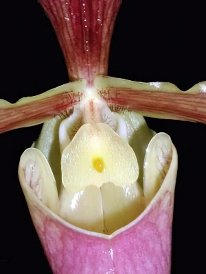 Bild von Paphiopedilum coccineum 3